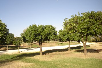 nous-parcs-parque-del-tamarguillo-naranjo-amargo-019