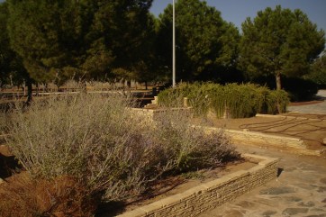 nous-parcs-parque-del-tamarguillo-perovskia-atriplicifolia-salvia-rusa-052