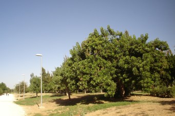 nous-parcs-parque-del-tamarguillo-phytolaca-dioica-060-2