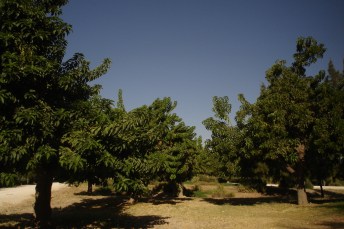 nous-parcs-parque-del-tamarguillo-phytolaca-dioica-068