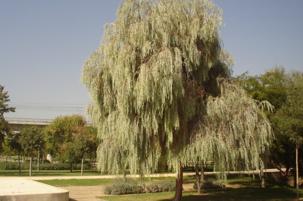Parque-riberas-del-guadaira-acacia-pendula-126-2