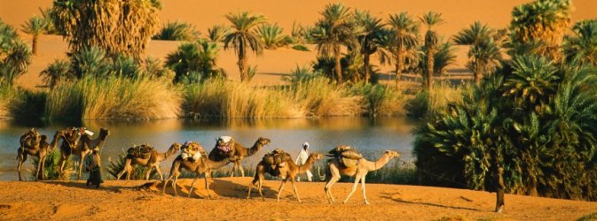 Chad --- Small caravan of camels passing the only fresh-water lake in the oasis of Ounianga Serir oasis complex. Ounianga Serir, the third and largest lake in Northern Chad, is in the process of being cut into pieces by fingers of sand that blow through breaks in the surrounding cliffs. The heat and strong wind cause a high rate of evaporation that has turned the potable ground water into a lake that is saltier than sea water, and devoid of fish. The lakes here have slightly different elevations, and the higher ones are less salty. The lake is punctuated by ship-like islands of Nubian sandstone, the permeable rock that stores and transports the water underground, and it is stained white by salts leaching out by evaporation. Maps from aerial surveys in 1954 show the lakes being larger and more connected, indicating that the water level has dropped. --- Image by ?Ê George Steinmetz/Corbis