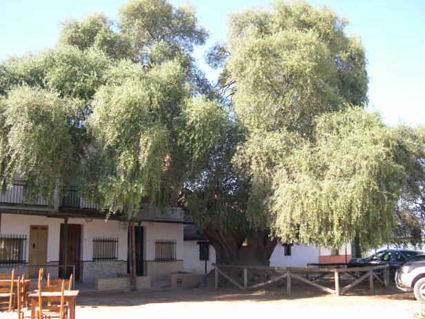 olea-europaea-varsylvestria-155-4