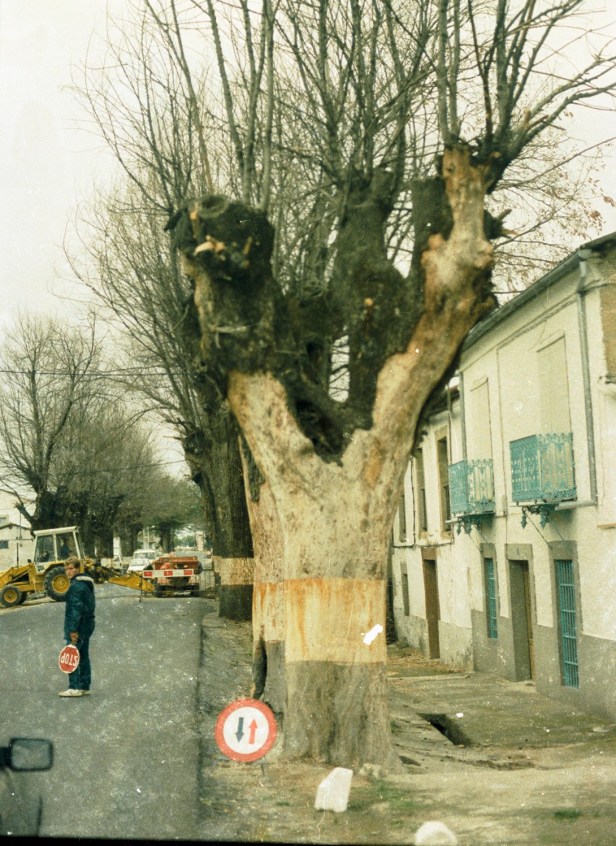 olmos-atacados-por-grafiosis-1