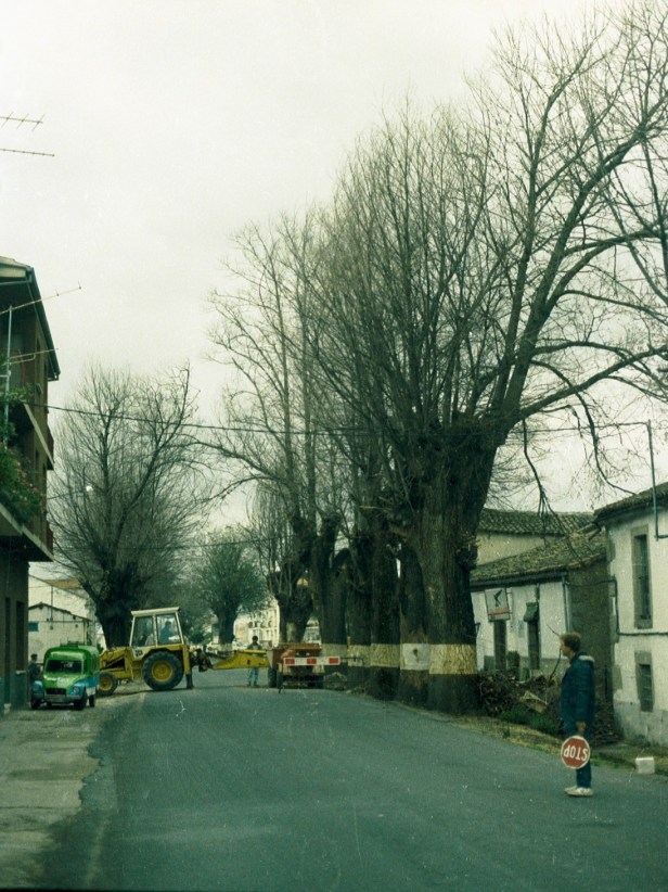 olmos-atacados-por-grafiosis