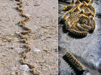 oruga-procesionaria-veteralia