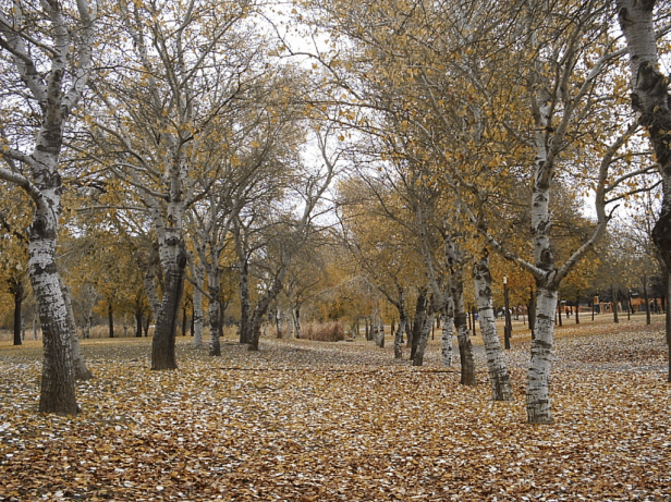 otono-en-el-alamillolamillo