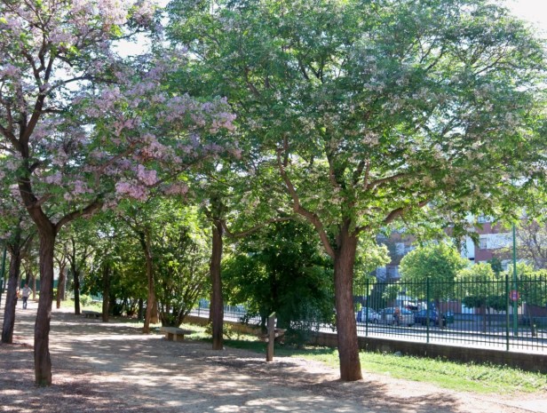 parac3adsos-en-el-paseo-perimetral-del-parque-josc3a9-celestino-mutis