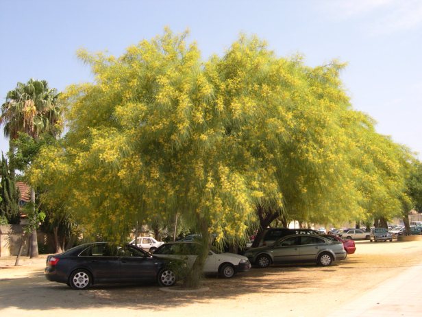 parkinsonia-aculeata-156-4