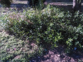 parque-celestino-mutis-jasminum-sept-2015-157