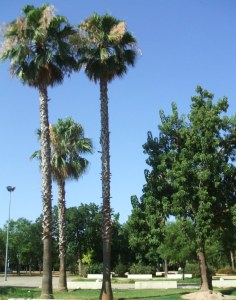 parque-celestino-mutis-palmeras-washingtonia-en-flor1