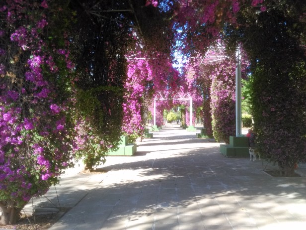 parque-celestino-mutis-pergolas-bougainvillea-glabra-d