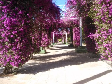 parque-celestino-mutis-pergolas-bougainvillea-glabra-k