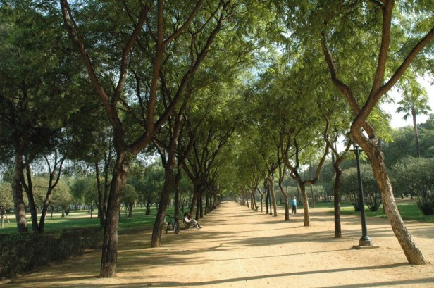 parque-de-amate-013-tipuanas-1_redimensionar