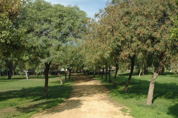 parque-de-amate-022-albizias