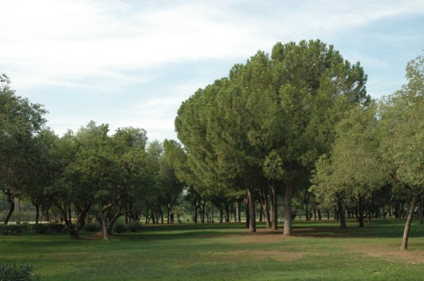 parque-de-amate-038-pinus-pinea_redimensionar-2