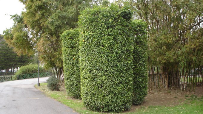 parque-de-los-principes-naranjos-recortadoen-cilindro