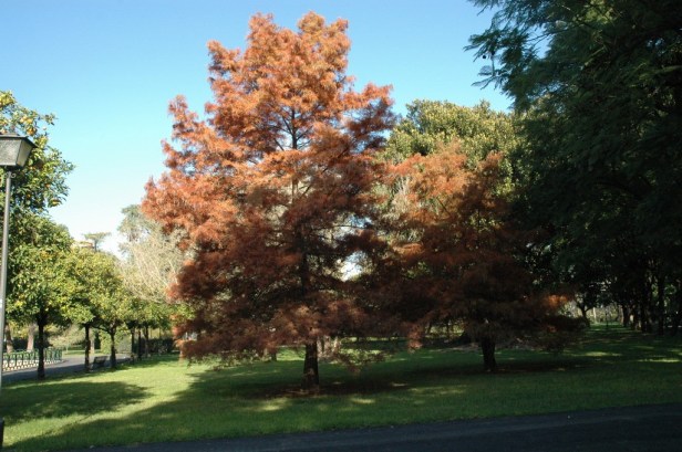 parque-de-los-principes-taxodium-distichum-en-otono