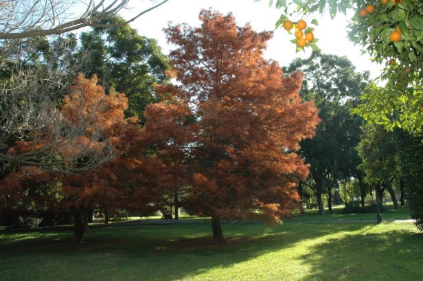 parque-de-los-principes-taxodium-distichum_redimensionar
