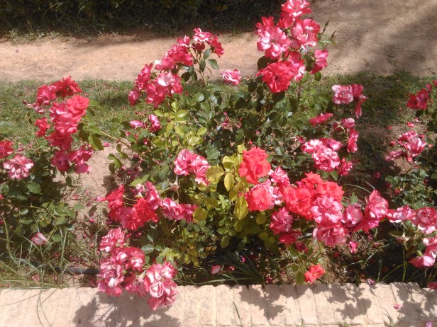 parque-de-maria-luisa-mayo-059