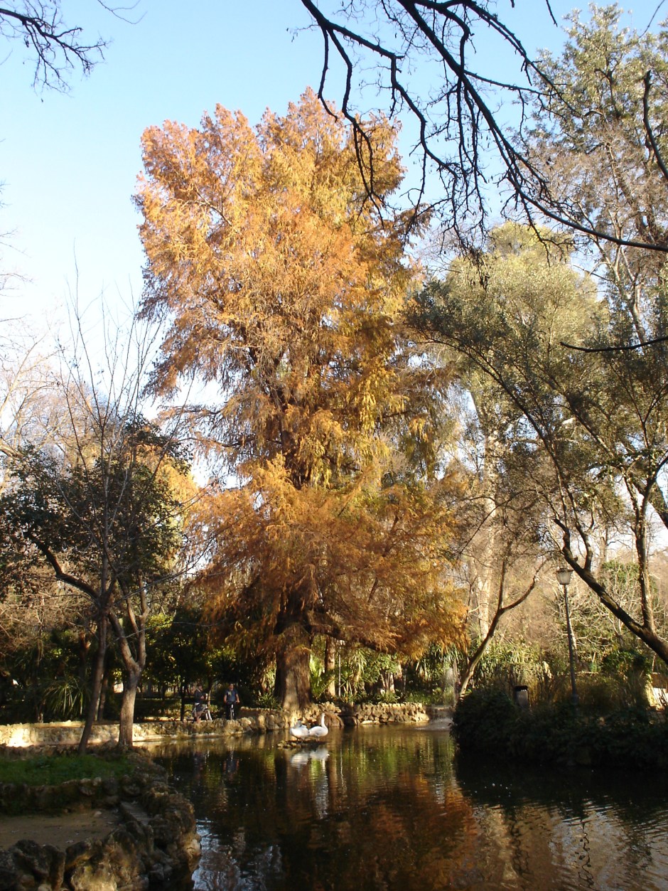 parque-de-maria-luisa-taxodium-isleta-de-los-patos