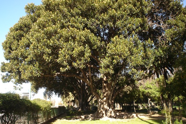 parque-de-maria-luisa-x-ficus-macrophylla-1