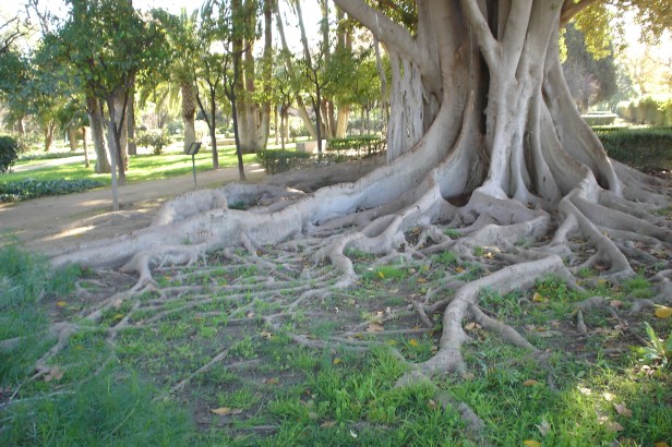 parque-de-maria-luisa-x-raices-j