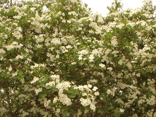 parque-del-alamillo-crataegus-oxyacantha