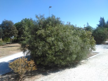 parque-del-tamarguillo-san-ildefonso-sept-2015-048