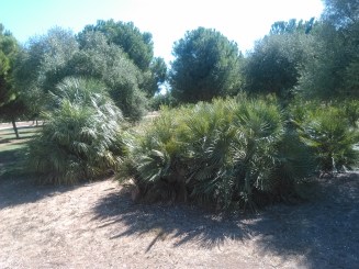 parque-del-tamarguillo-san-ildefonso-sept-2015-062