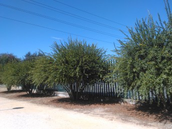 parque-del-tamarguillo-san-ildefonso-sept-2015-067