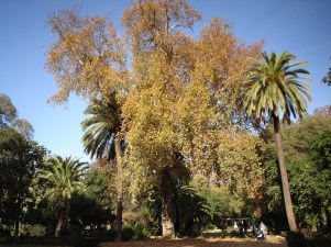 parque-glorieta-de-los-lotos-5