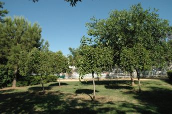 parque-miraflores-sur-morus-alba-var-pendula-19-5-2005-054