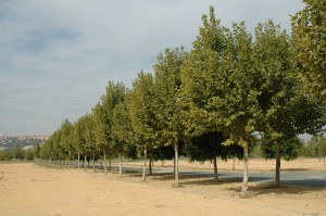 parque-vega-de-triana-platanus-x-hibrida