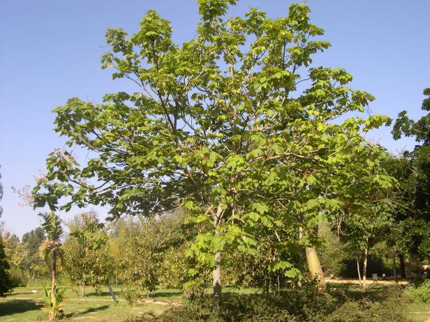 paulownia-tomentosa-157-1-c