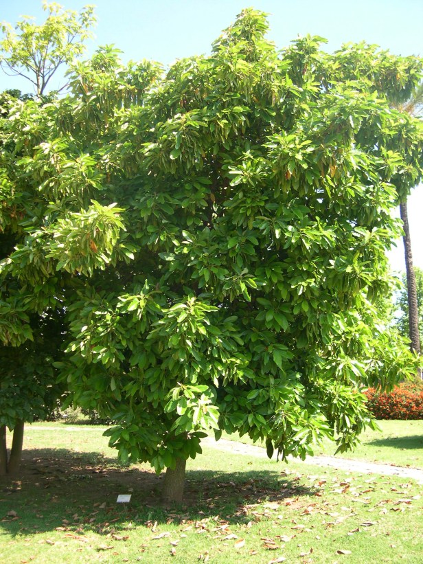 persea-americana-158-1-c