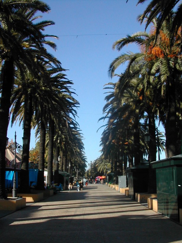 phoenix-canariensis160-1-b