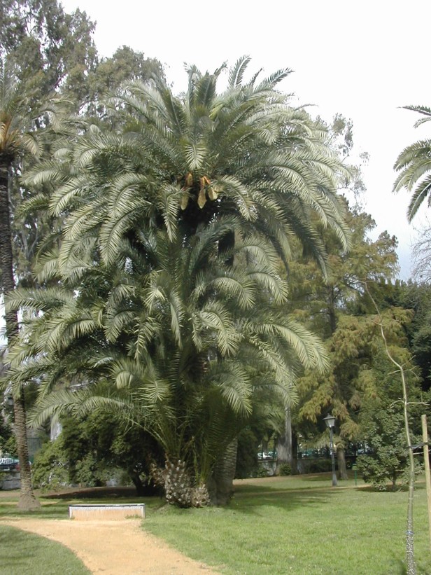 phoenix-dactilifera-161-1-c