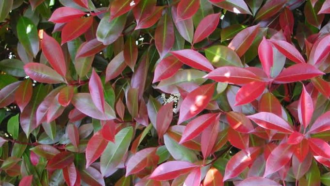 photinia-davidiana-stranvaesia-davidiana