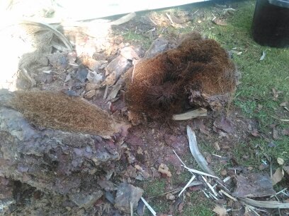 picudo-jardines-del-guadalquivir-sept-2015-118