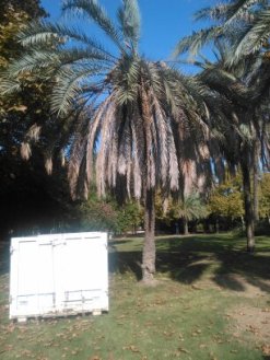 picudo-jardines-del-guadalquivir-sept-2015-120