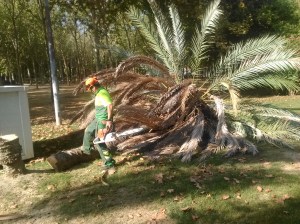 picudo-jardines-del-guadalquivir-sept-2015-123