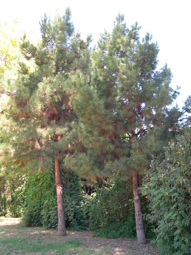 pinus-butria-sub-eldarica-167-3