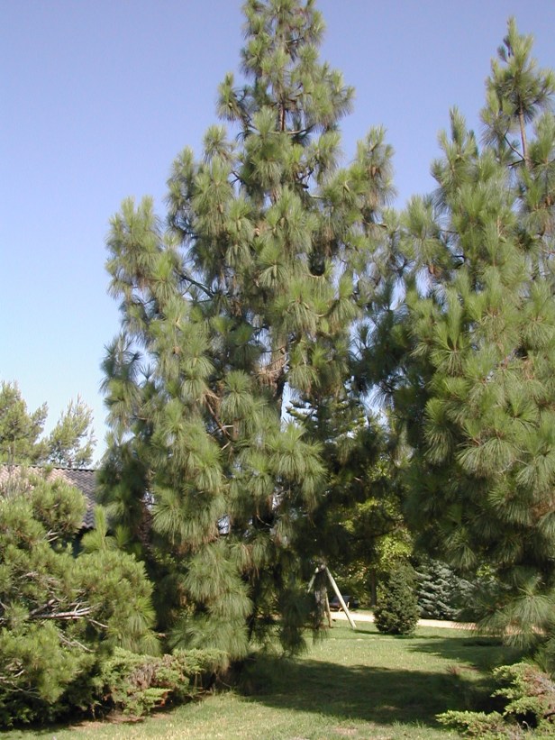 pinus-canariensis-169-1-c