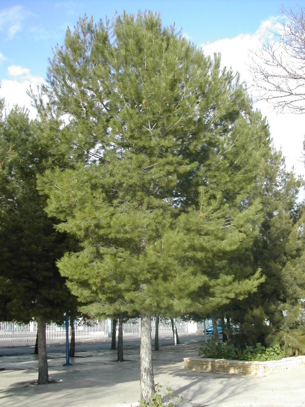 pinus-halepensis-puerta-triana-170-3-b