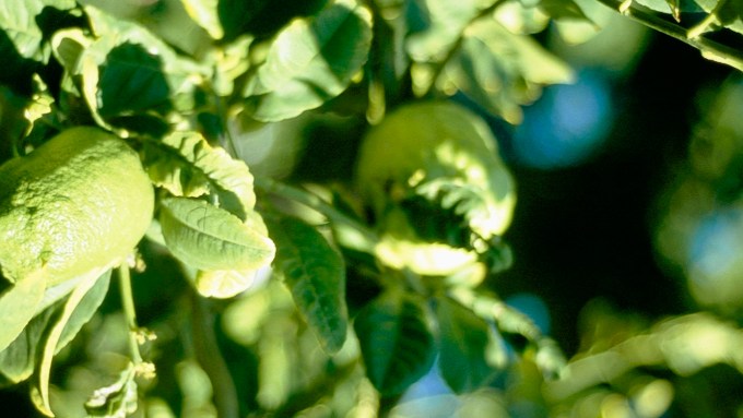 plagas-minador-de-hojas-en-naranjos