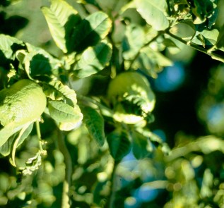 plagas-minador-de-hojas-en-naranjos