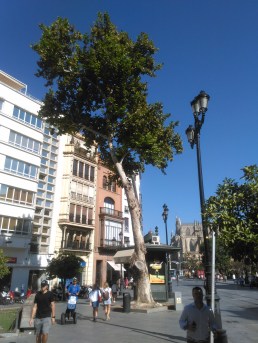 platano-del-coliseo-a