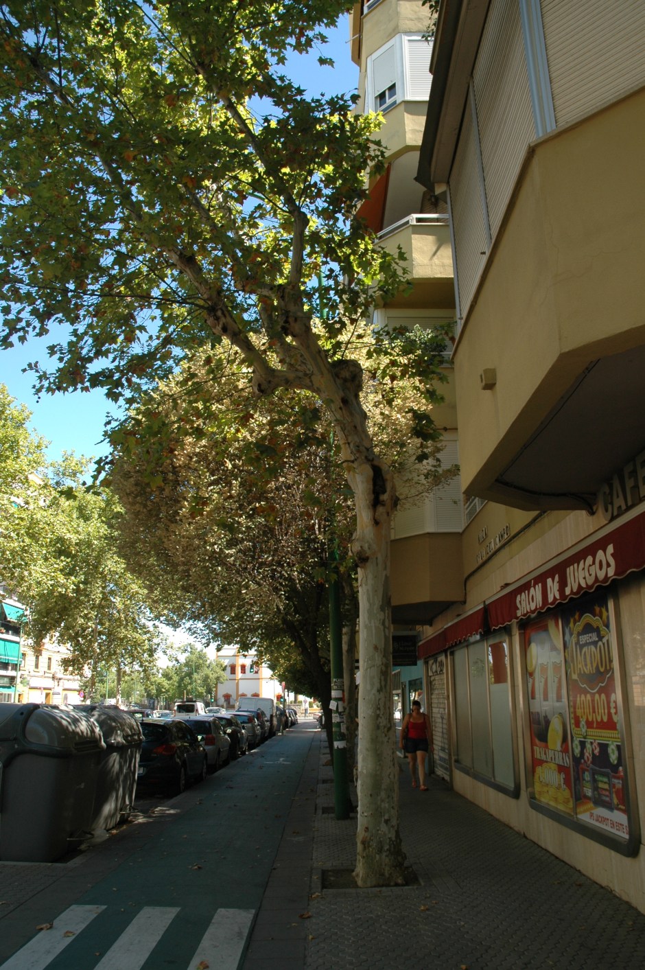 platanos-en-avda-cruz-campo-en-nervion-julio-2016-067