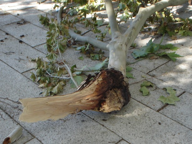 platanus-1